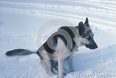 German shepherd snow day Stock Photo