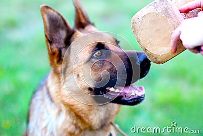 German shepherd training aport in playing ground Stock Photo