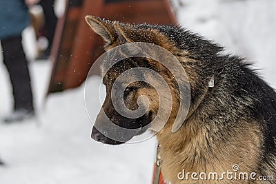 German shepherd training protection Editorial Stock Photo