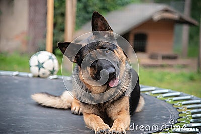 German Shepherd on the trampoline Stock Photo