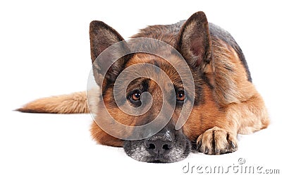 German shepherd on a white Stock Photo