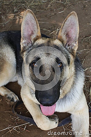 German Sheppard Stock Photo