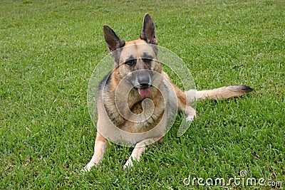 German sheppard laying in the grass Stock Photo