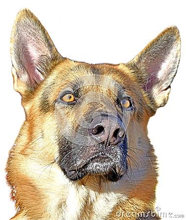 German Sheppard, trained Service Dog Stock Photo