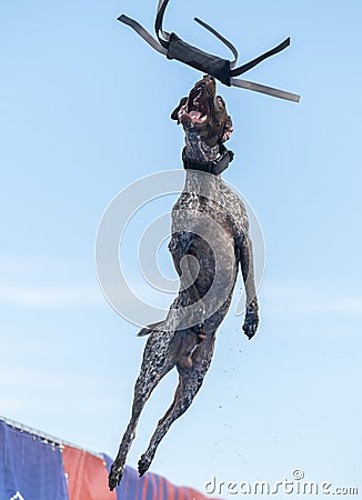 German short hair pointer in mid air catching a toy Stock Photo