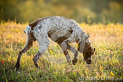 German short-haired pointer Stock Photo