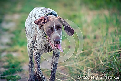 German short-haired pointer Stock Photo