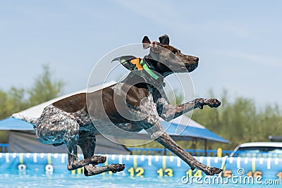 German shorthair pointer about to land in a pool Stock Photo