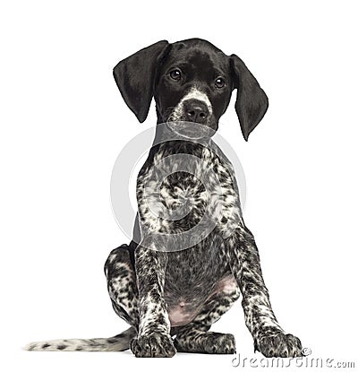 German Shorthaired Pointer, 10 weeks old Stock Photo