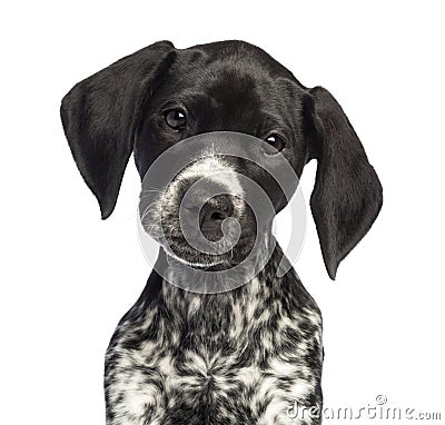 German Shorthaired Pointer, 10 weeks old Stock Photo