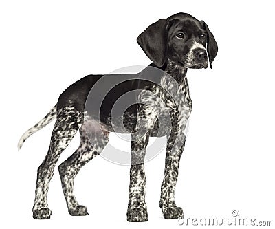 German Shorthaired Pointer, 10 weeks old Stock Photo