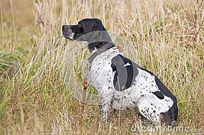 German Shorthaired Pointer Stock Photo