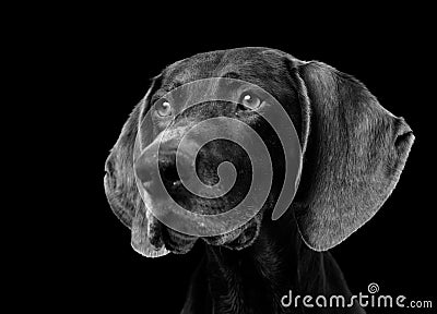 German Shorthaired Pointer Stock Photo