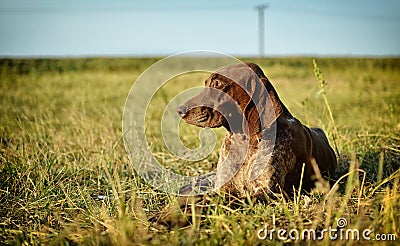 German Shorthaired Pointer Stock Photo