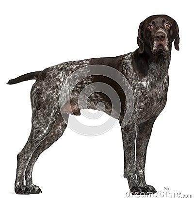 German Shorthaired Pointer, 3 years old Stock Photo