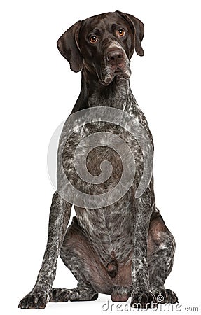 German Shorthaired Pointer, 3 years old, sitting Stock Photo