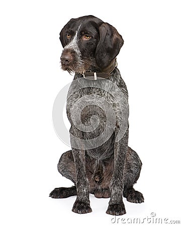 German Shorthaired Pointer (4 years) Stock Photo