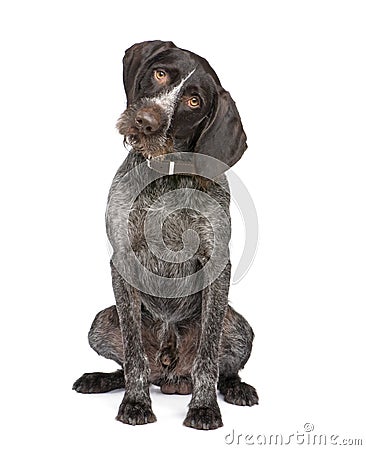 German Shorthaired Pointer (4 years) Stock Photo