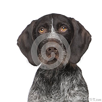 German Shorthaired Pointer (4 years) Stock Photo