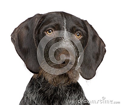 German Shorthaired Pointer (4 years) Stock Photo