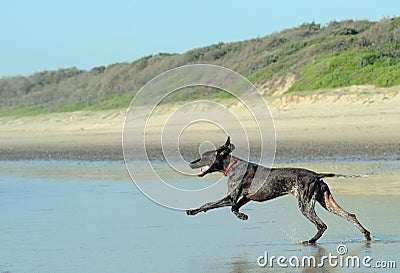 German Shorthaired Pointer Stock Photo