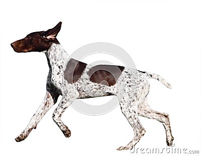 German Shorthaired Pointer Stock Photo