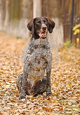 German Shorthaired Pointer (Deutsch Kurzhaar) Stock Photo