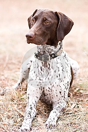 German shorthaired pointer dog sitting in field Stock Photo