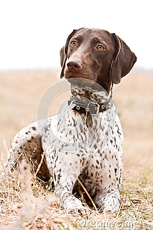 German shorthaired pointer dog sitting in field Stock Photo