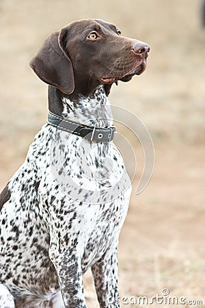 German shorthaired pointer dog sitting in field Stock Photo