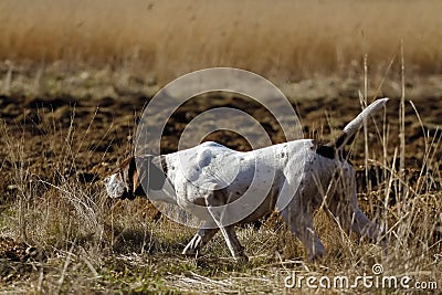 German Shorthaired Pointer hunting Stock Photo