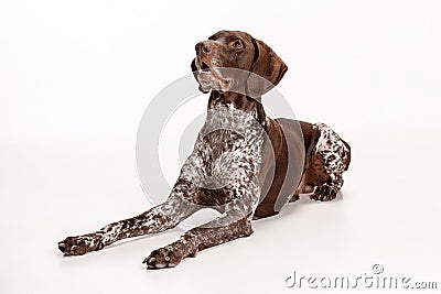 German Shorthaired Pointer - Kurzhaar puppy dog isolated on white background Stock Photo