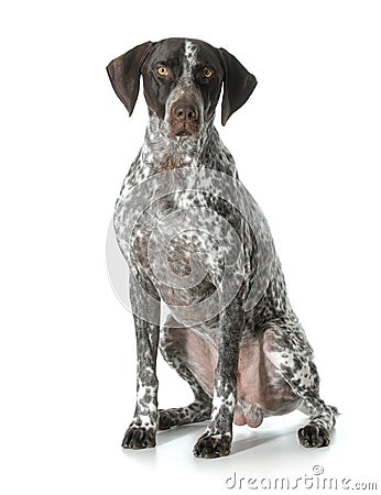 German shorthaired pointer male is Stock Photo