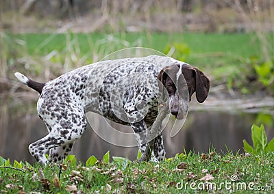 German shorthaired pointer Stock Photo