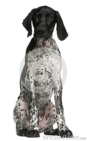 German Shorthaired Pointer puppy, 4 months old Stock Photo