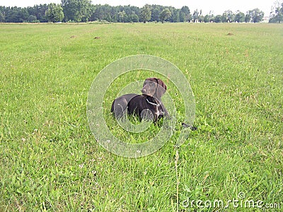 German shorthaired pointer puppy silhouette Stock Photo