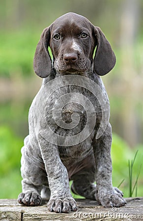 German shorthaired pointer Stock Photo