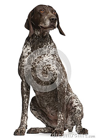German Shorthaired Pointer, sitting Stock Photo