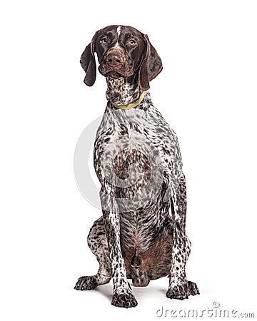 German Shorthaired Pointer sitting, wearing a dog collar, isolated on white Stock Photo