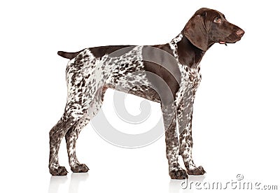 German shorthaired pointer Stock Photo