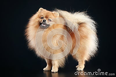 German Spitz dog Stock Photo