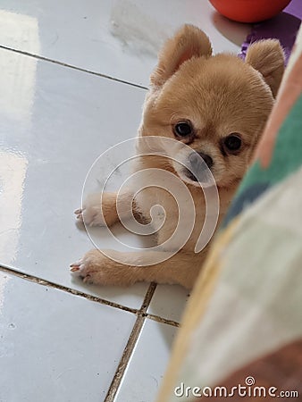 German Spitz looks like Little Alpaca Stock Photo