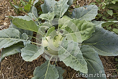 German turnip vegetable close up Stock Photo