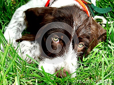 German Wirehaired Pointer Stock Photo