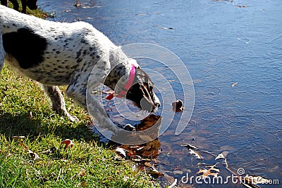 German Wirehaired Pointer Stock Photo