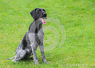 German Wirehaired Pointer (Deutsch Drahthaar) poses Stock Photo