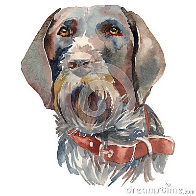 The German Wirehaired Pointer, Drahthaar, watercolor hand painted dog portrait Stock Photo