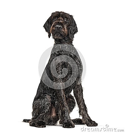 German Wirehaired Pointer,Korthals dog, isolated Stock Photo