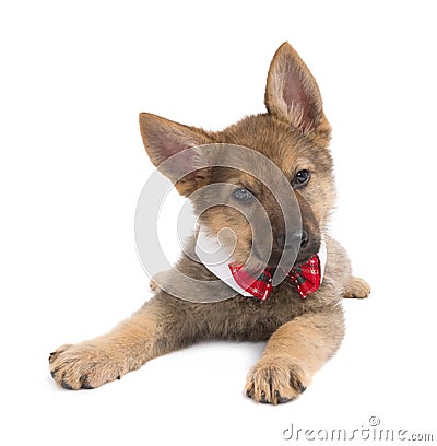 Germand Shepherd puppy with funny collar Stock Photo