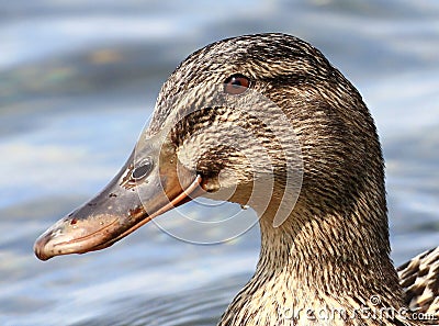 Germanic goose portrait Stock Photo